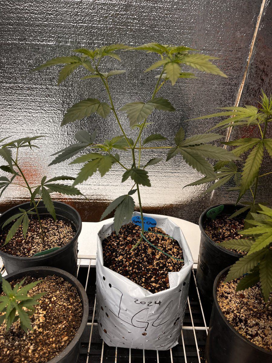 IMG 8409
