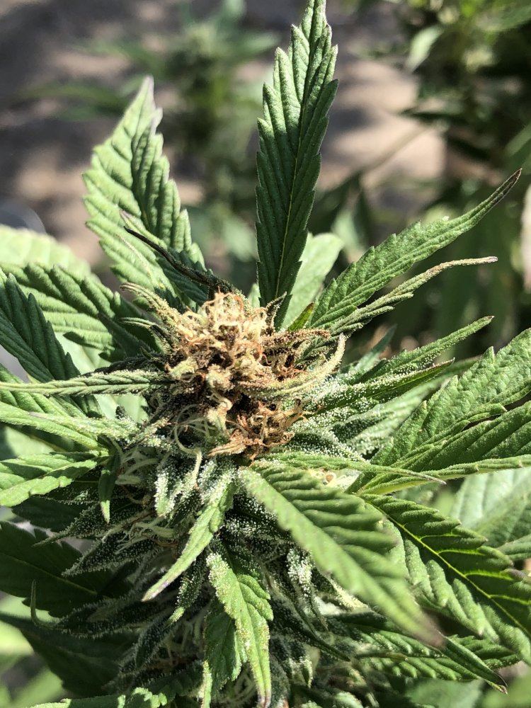 A couple of my buds are turning brown THCFarmer