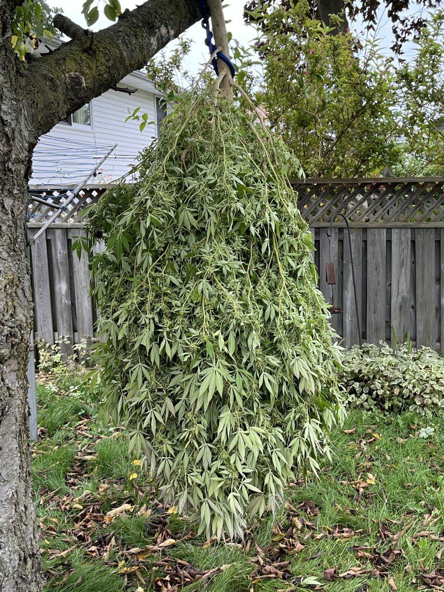IMG 8675