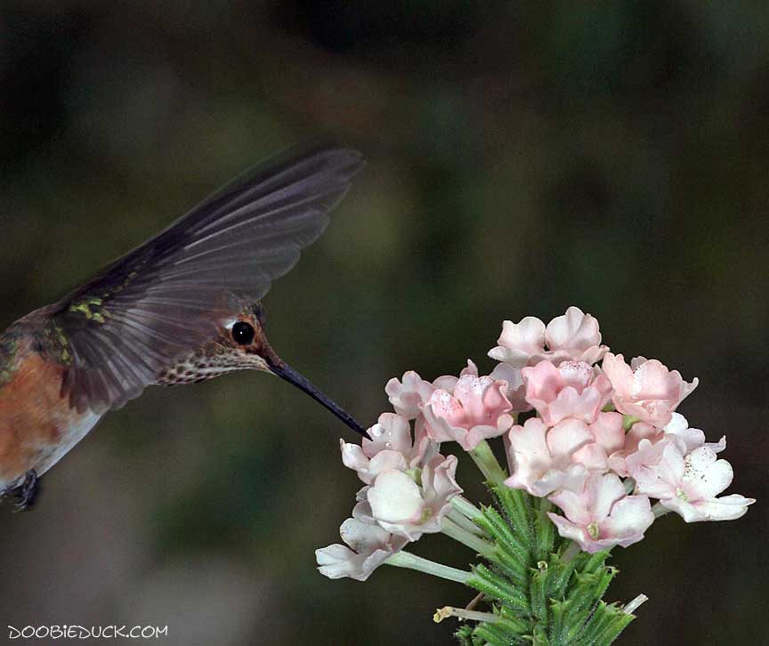 IMG 8702 hummingbird K C W