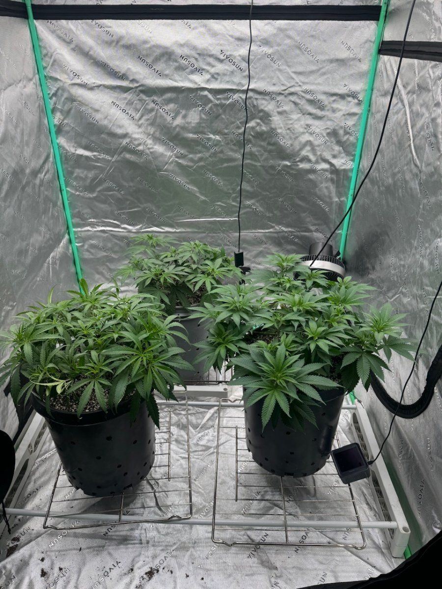 IMG 8890