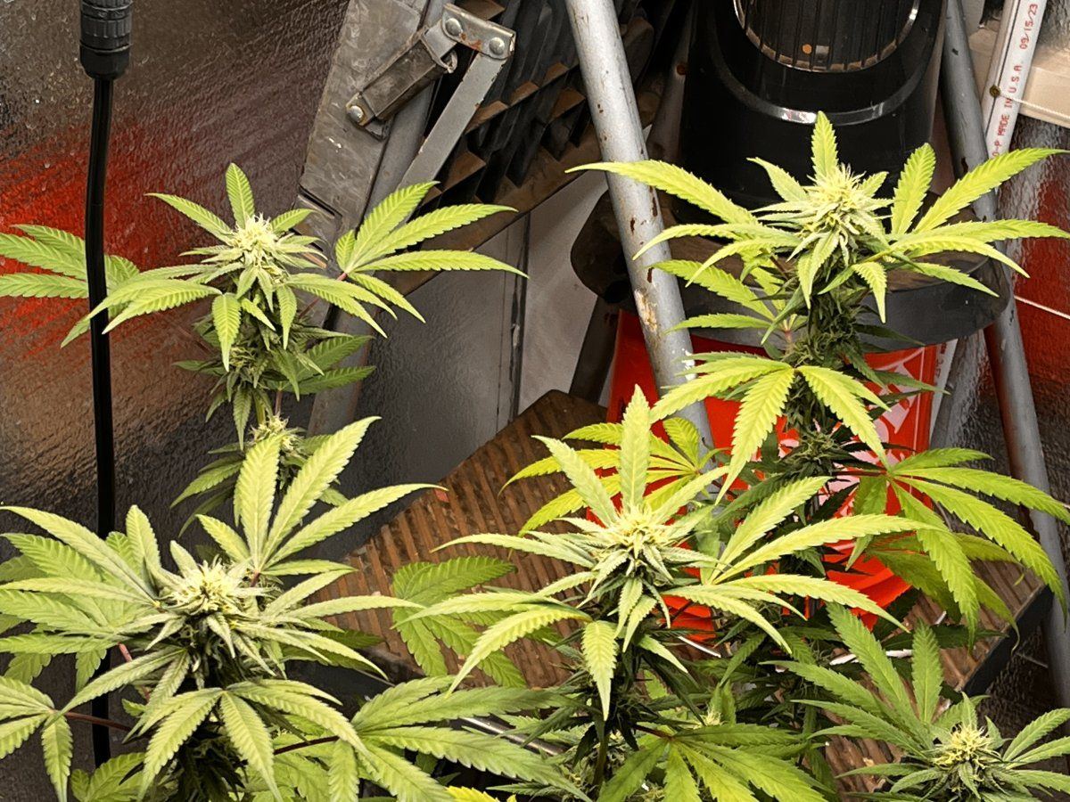 IMG 8984