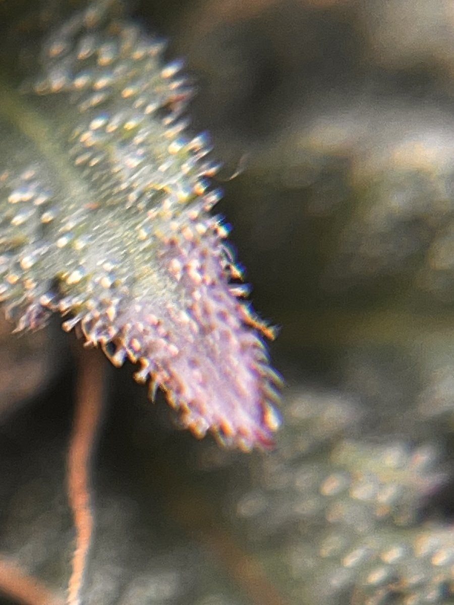 IMG 9205