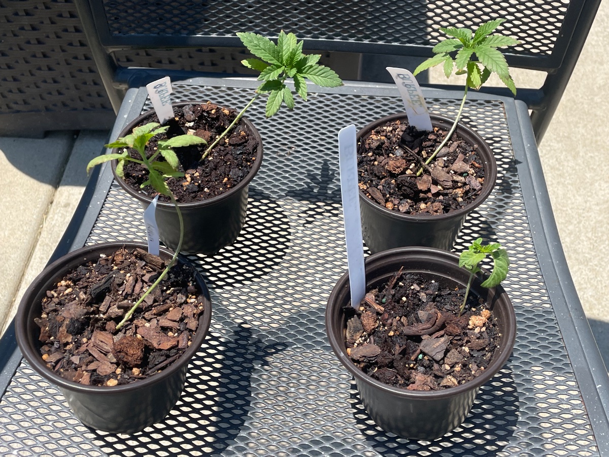IMG 9247