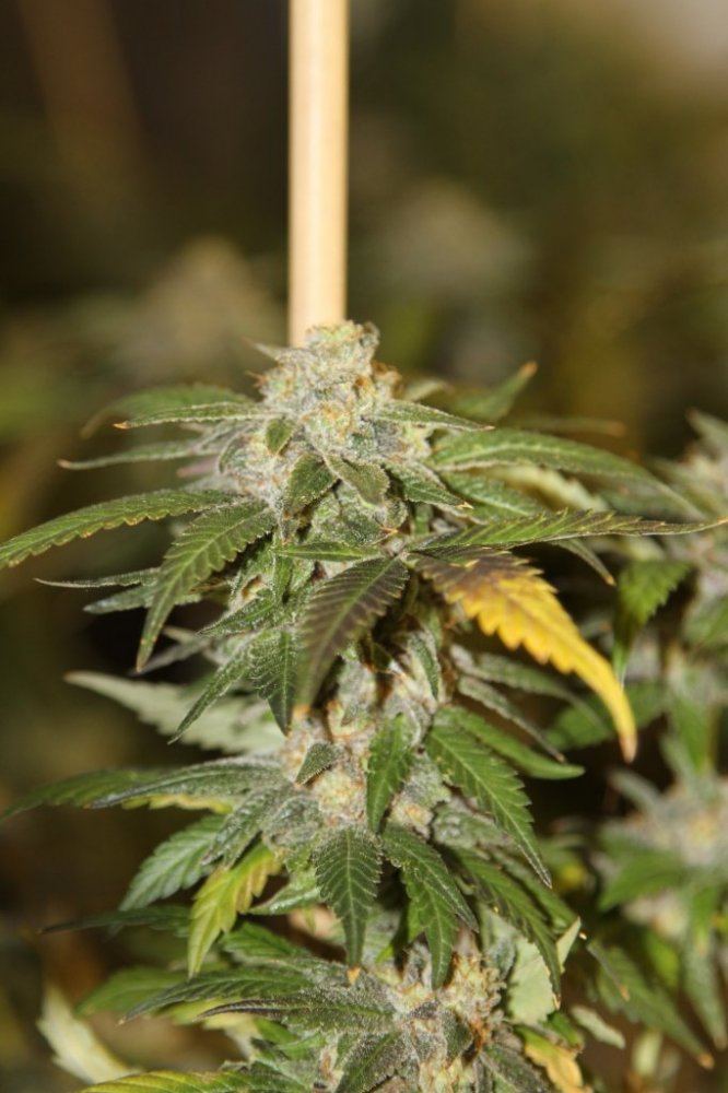 IMG 9378