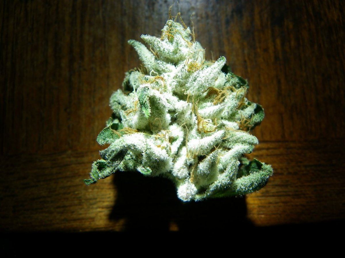 IMGP0220