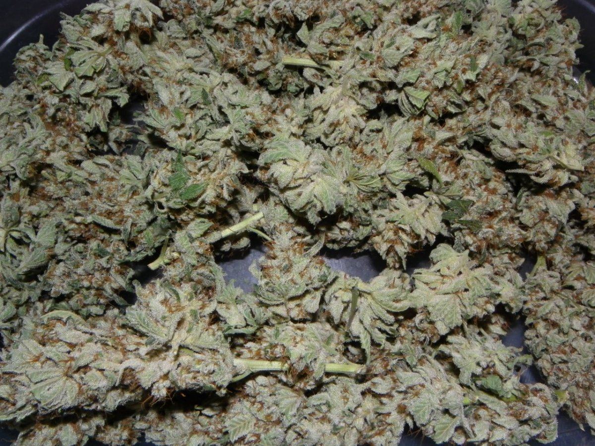 IMGP0232