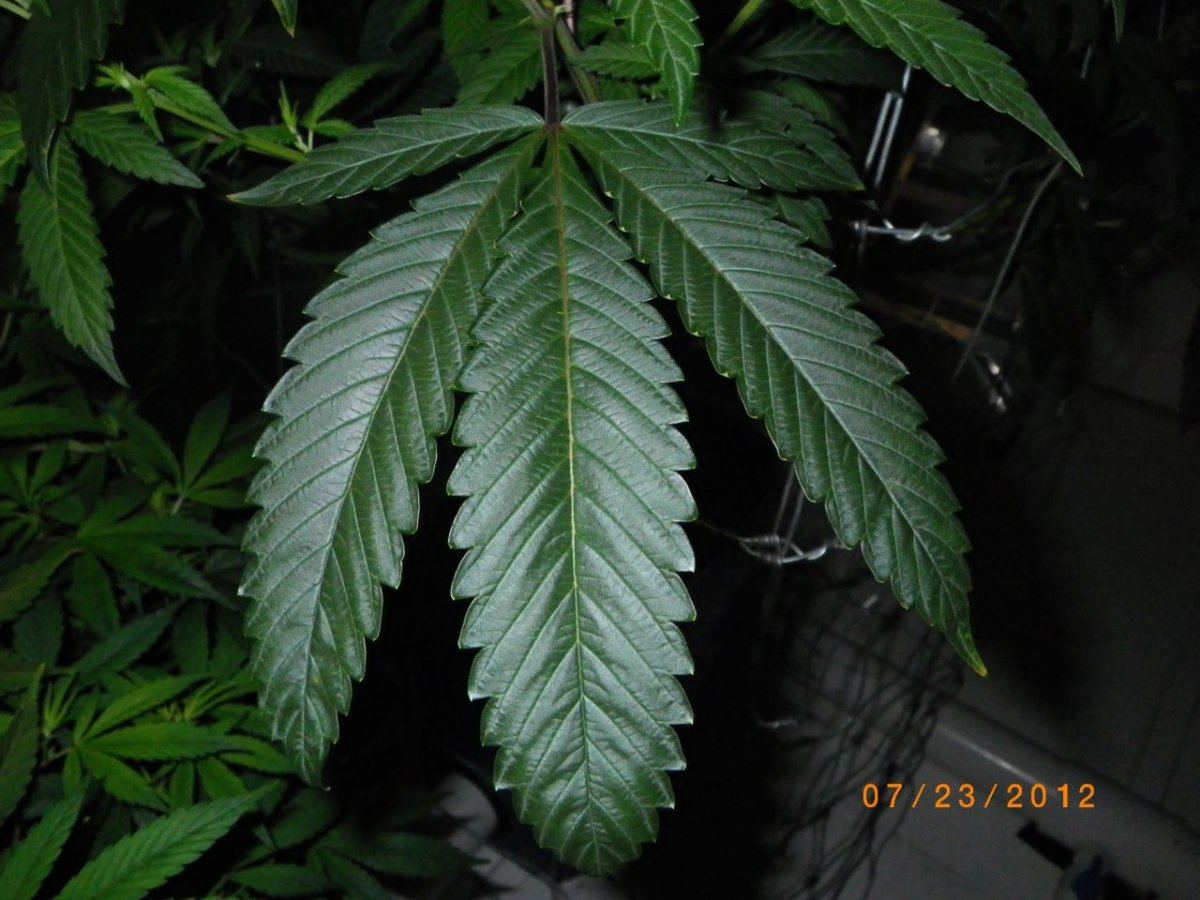 IMGP0354