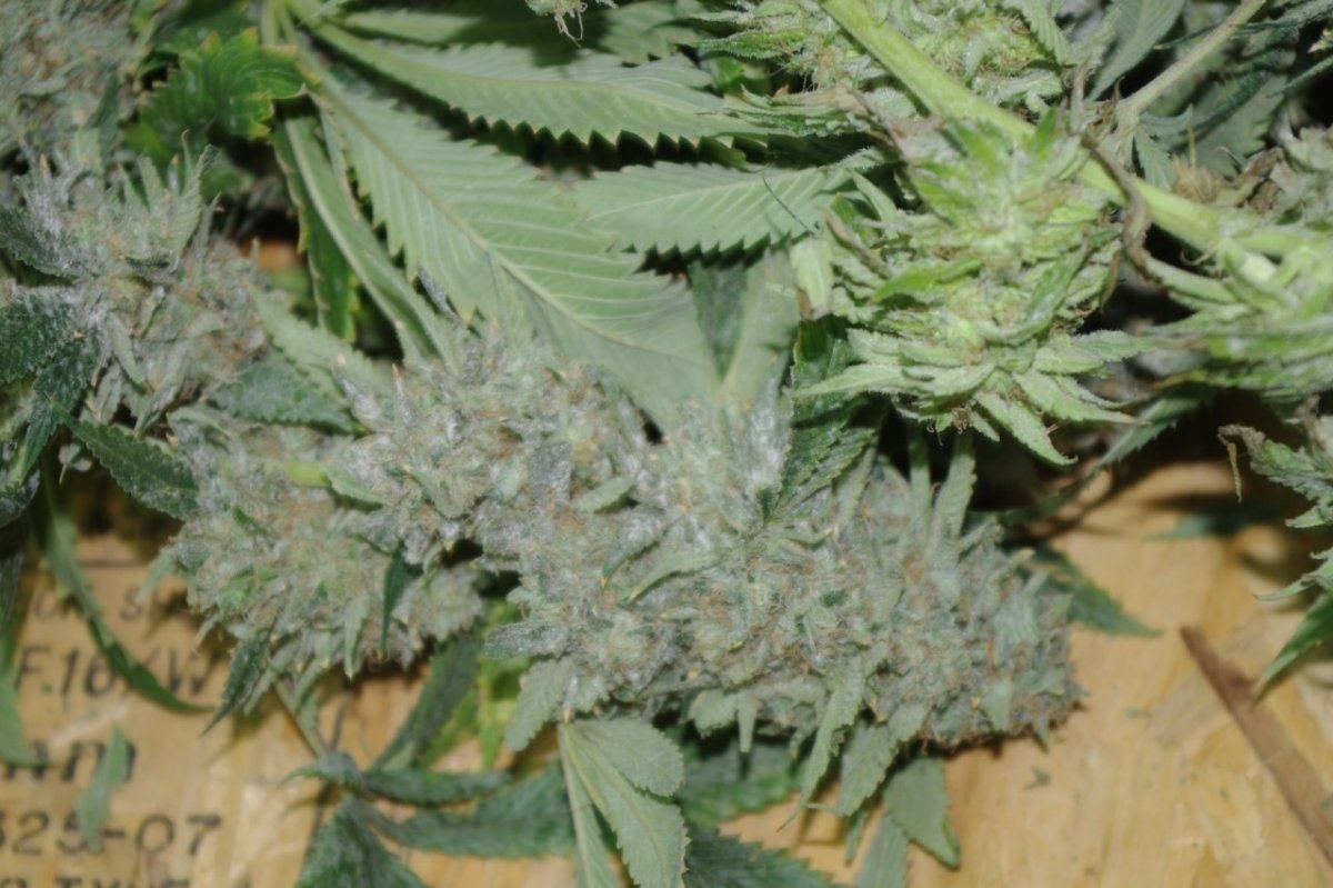 IMGP0385