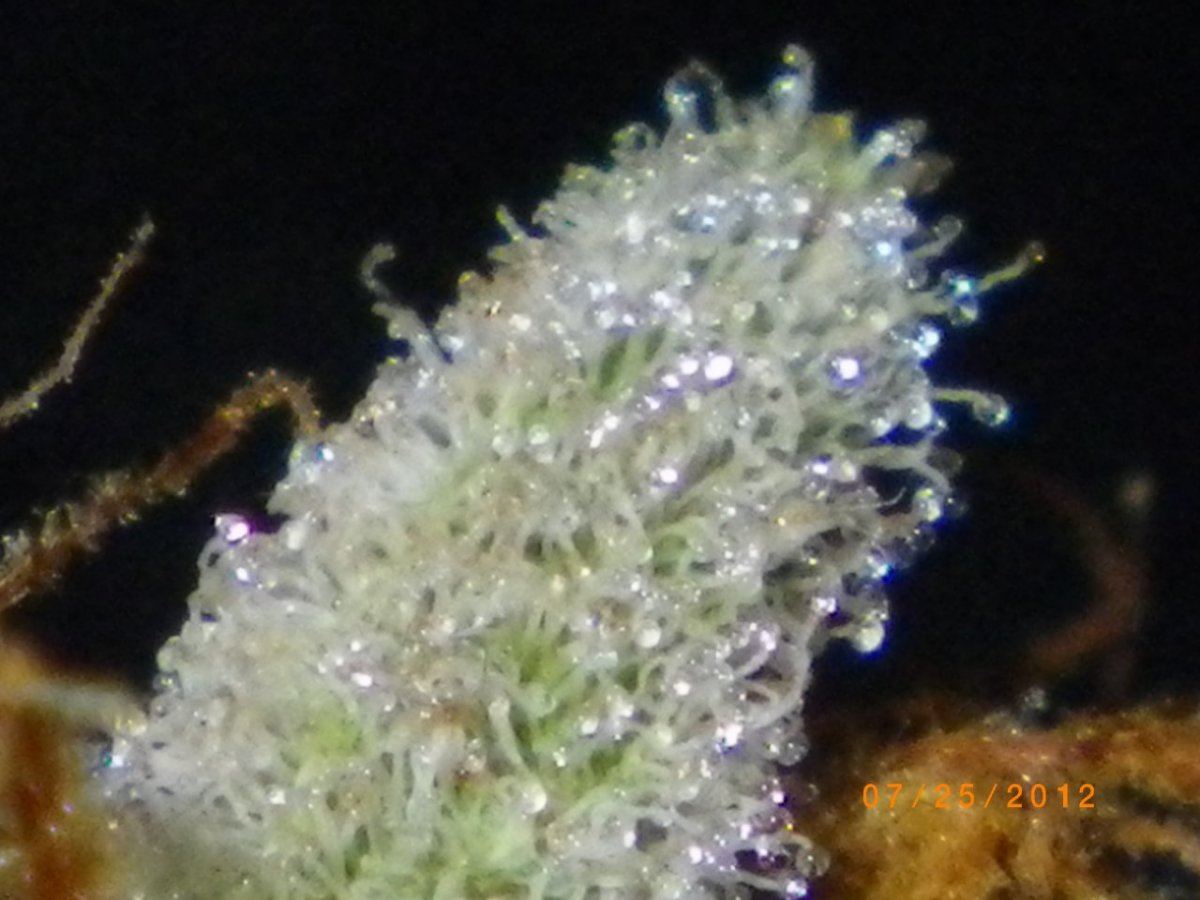 IMGP0418