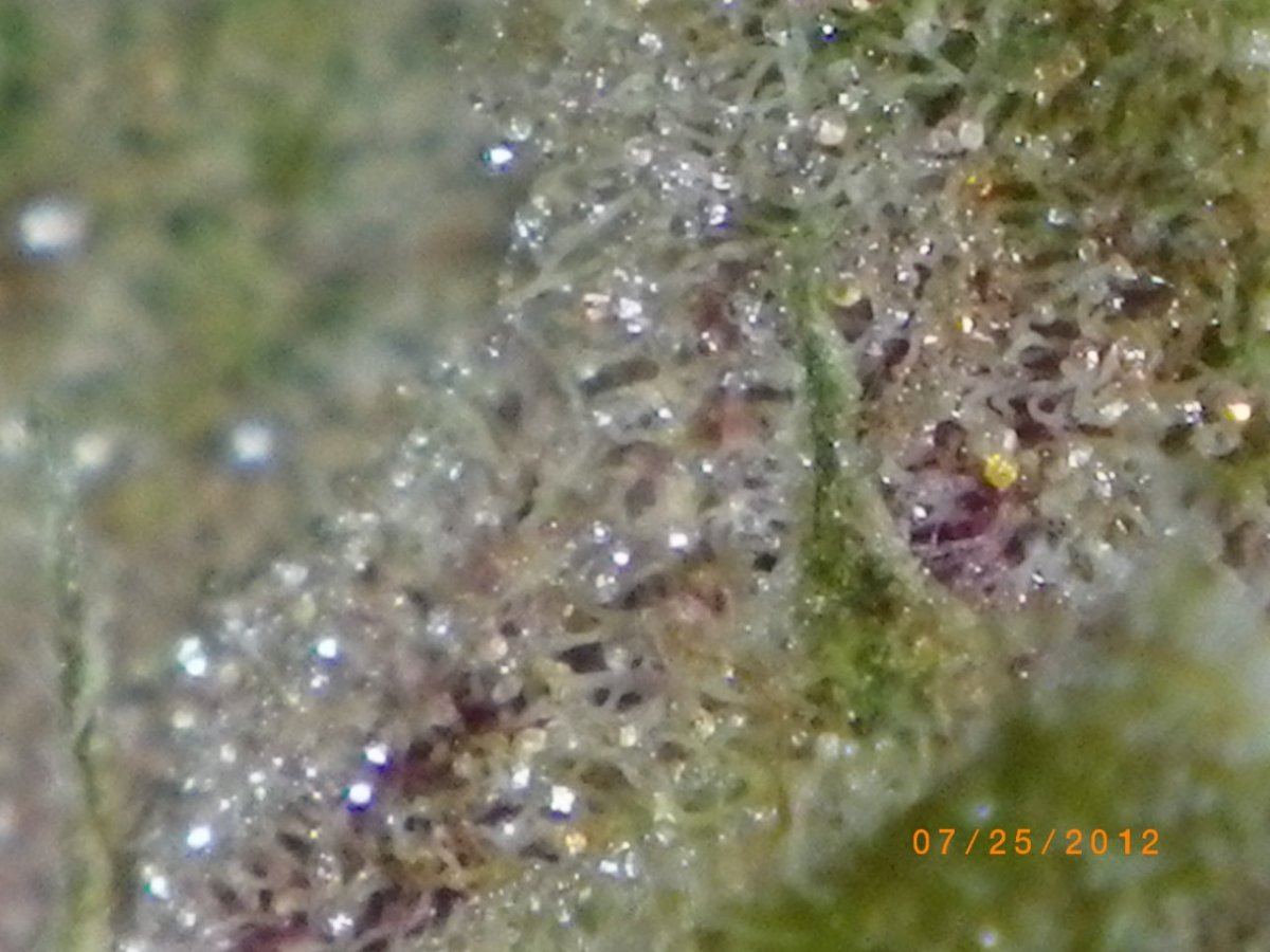 IMGP0423