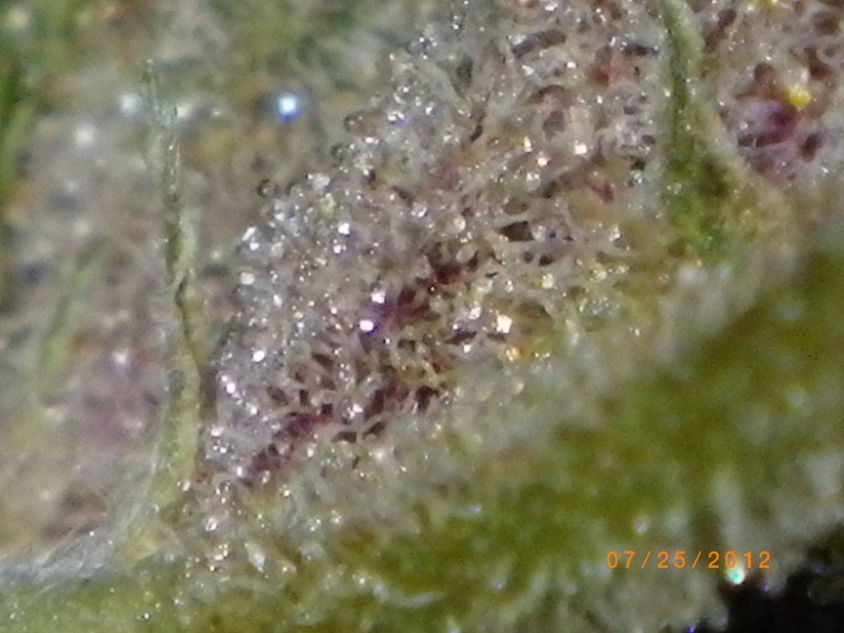 IMGP0425