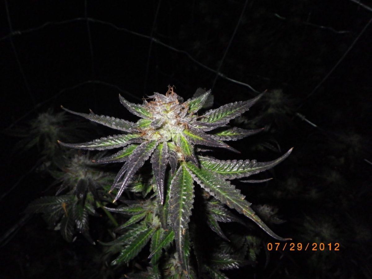 IMGP0546
