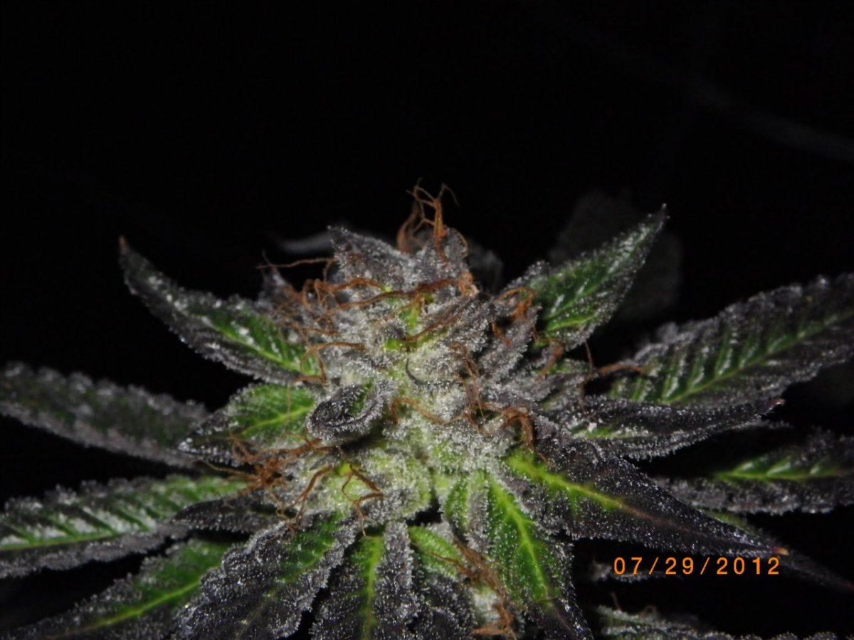 IMGP0547