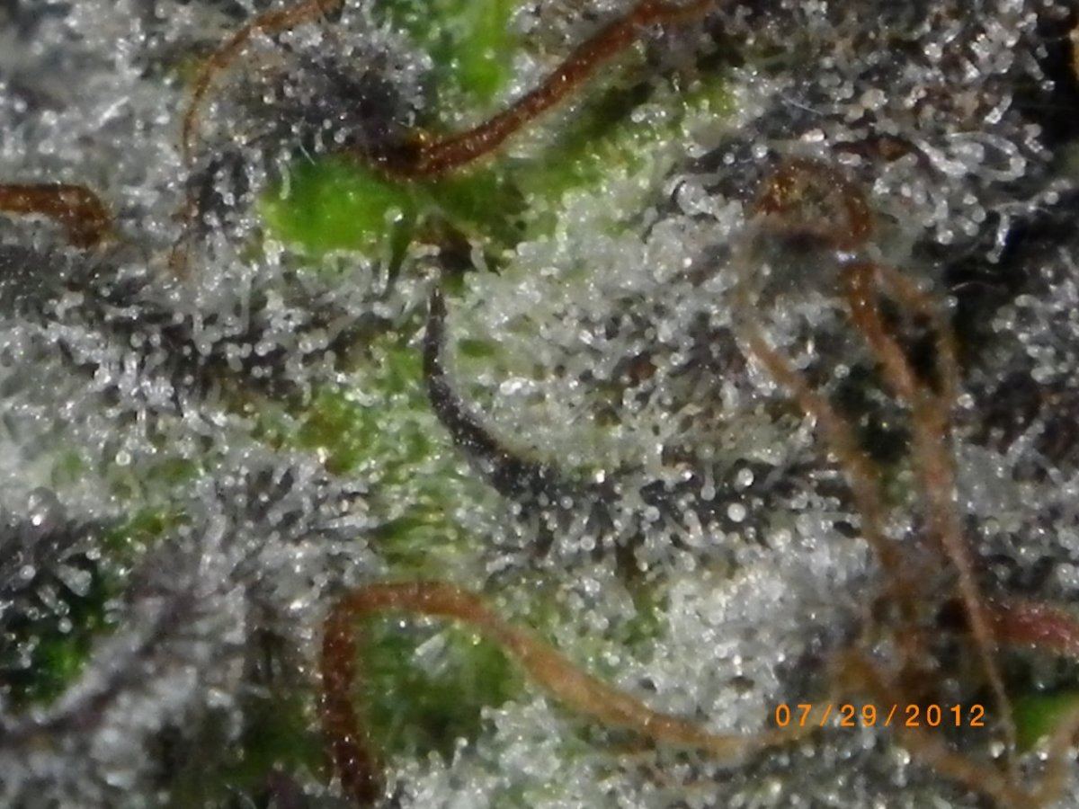 IMGP0550