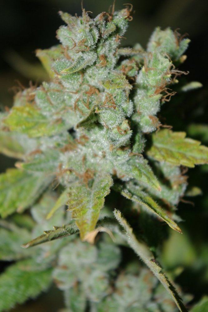IMGP0551
