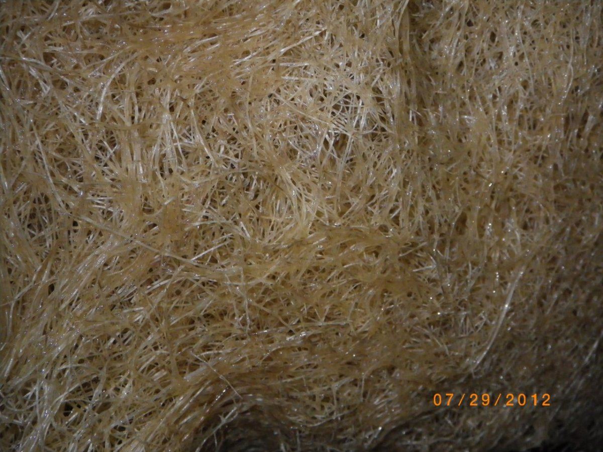 IMGP0556