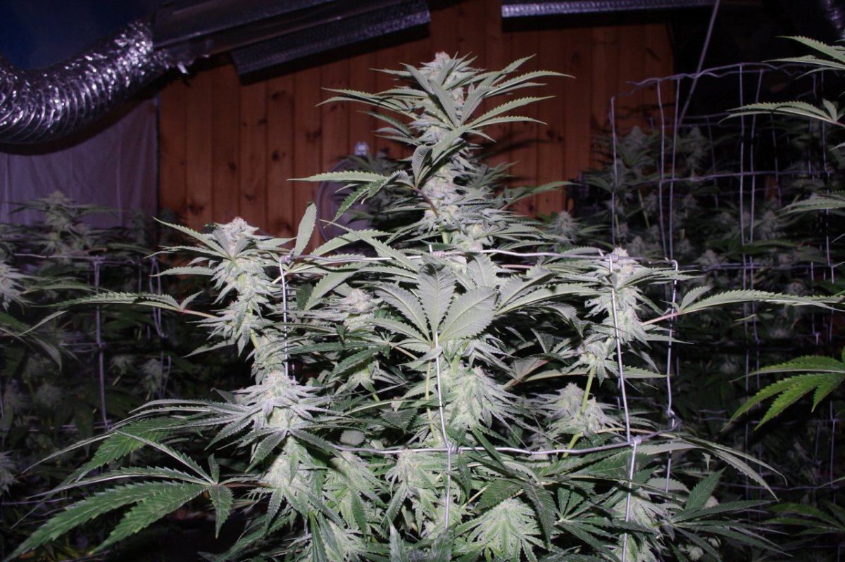 IMGP0563