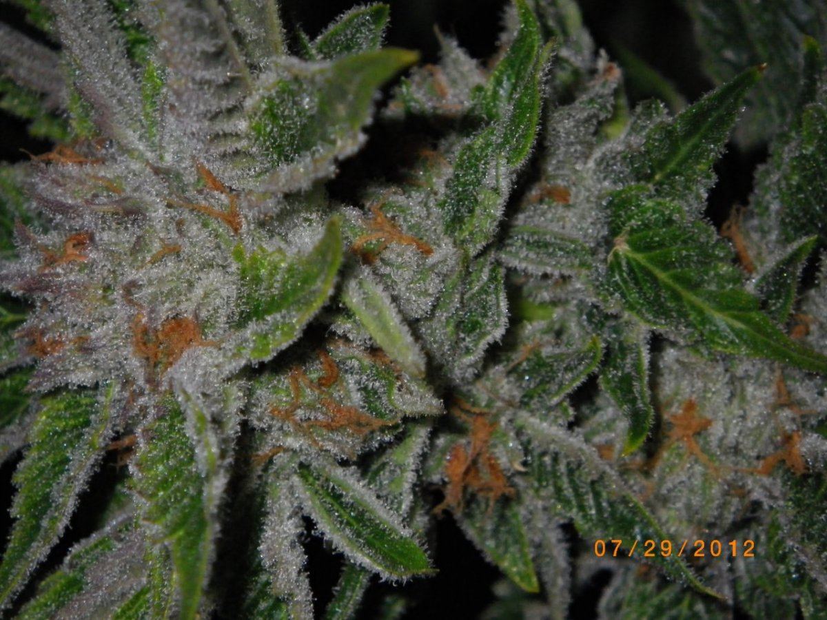 IMGP0569
