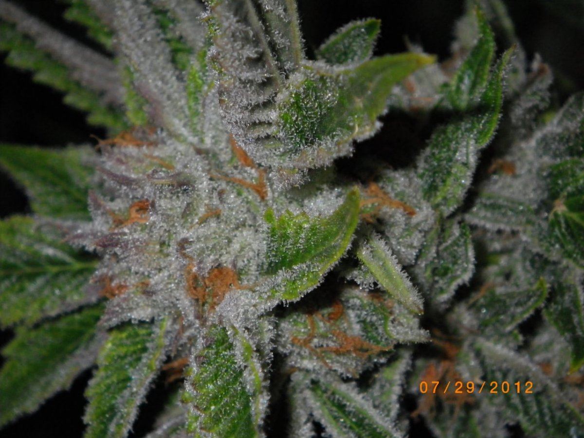 IMGP0570