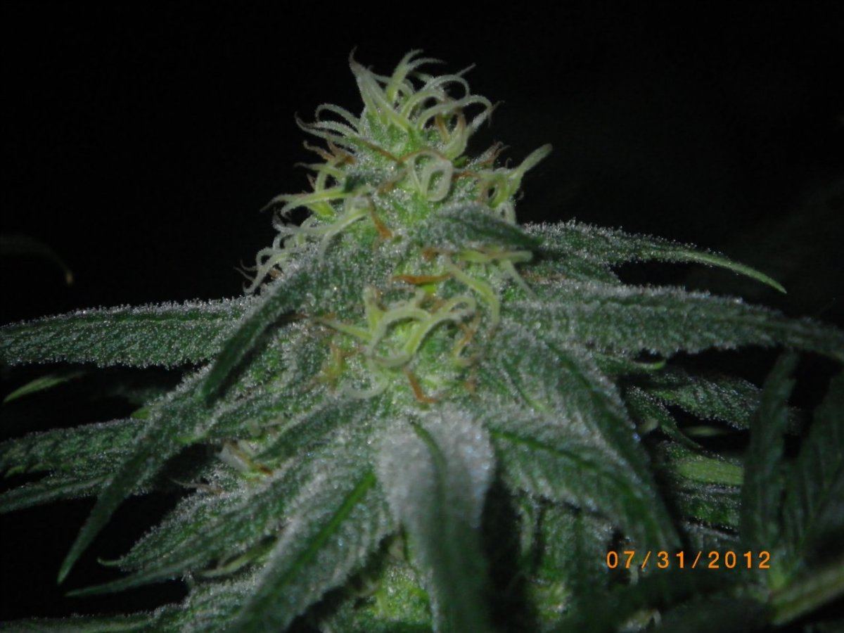 IMGP0633