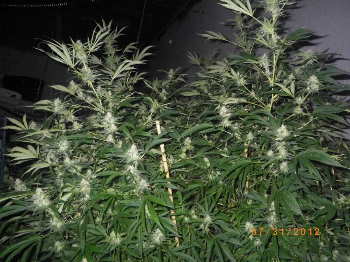 IMGP0652