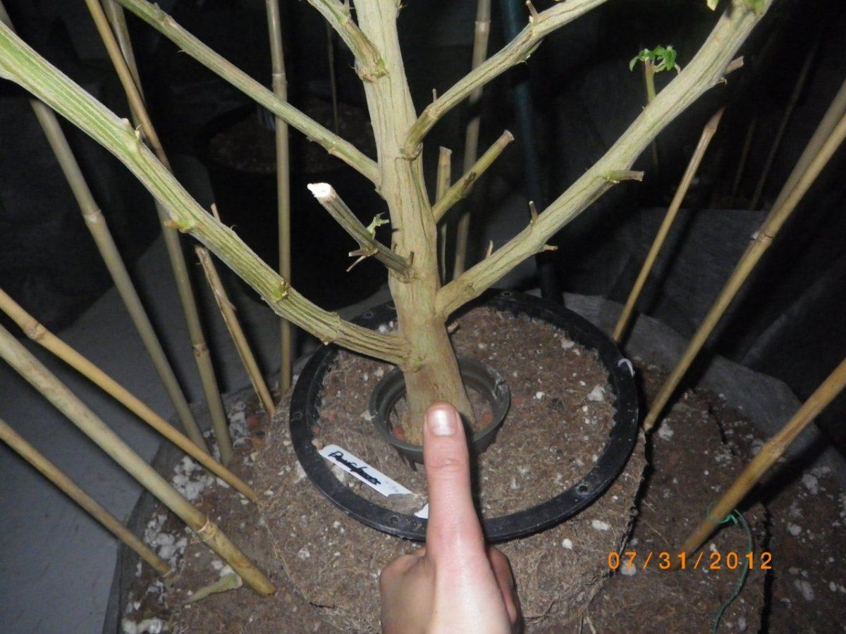 IMGP0720