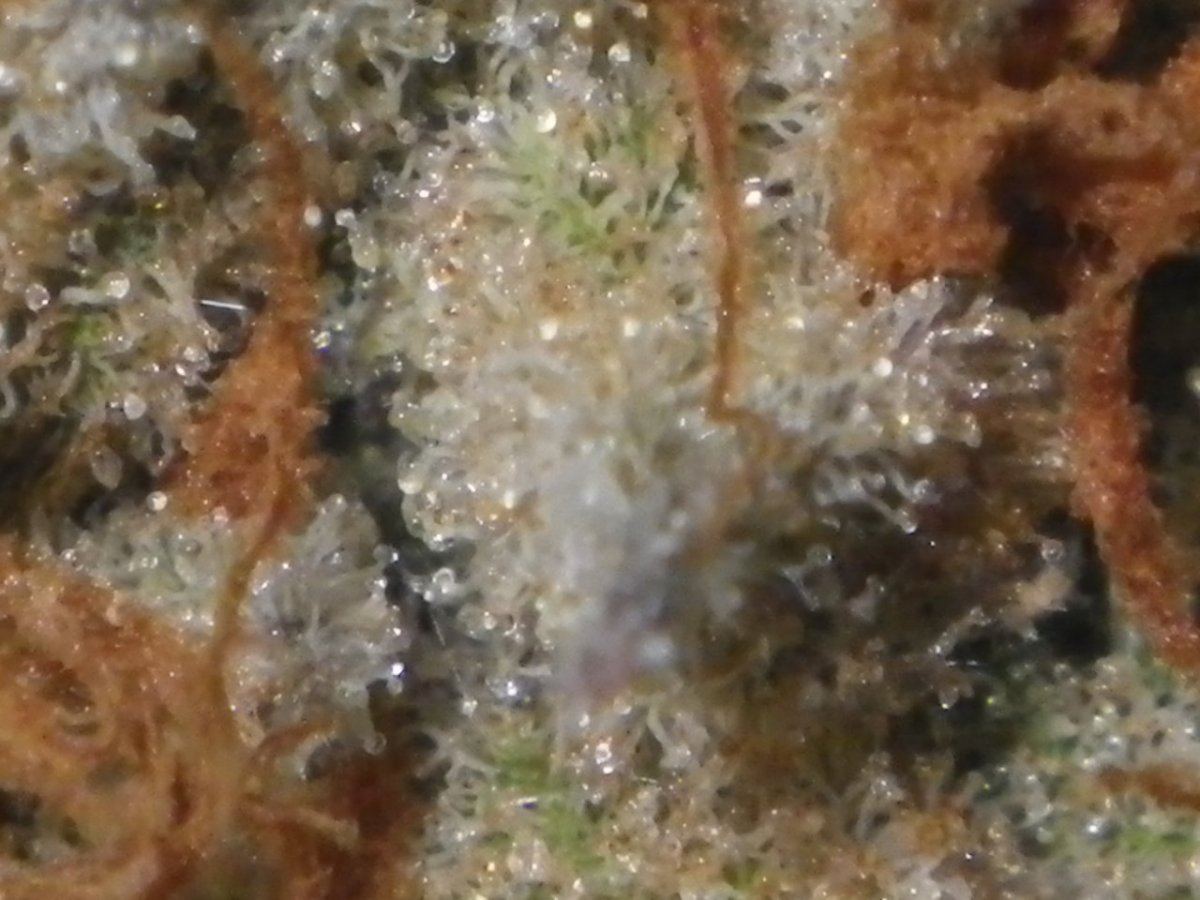 IMGP0857