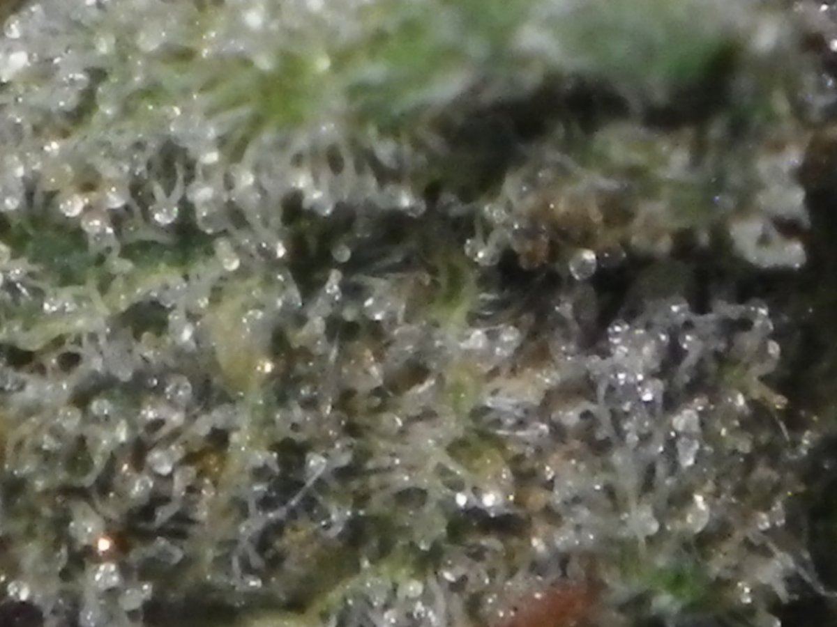 IMGP0870