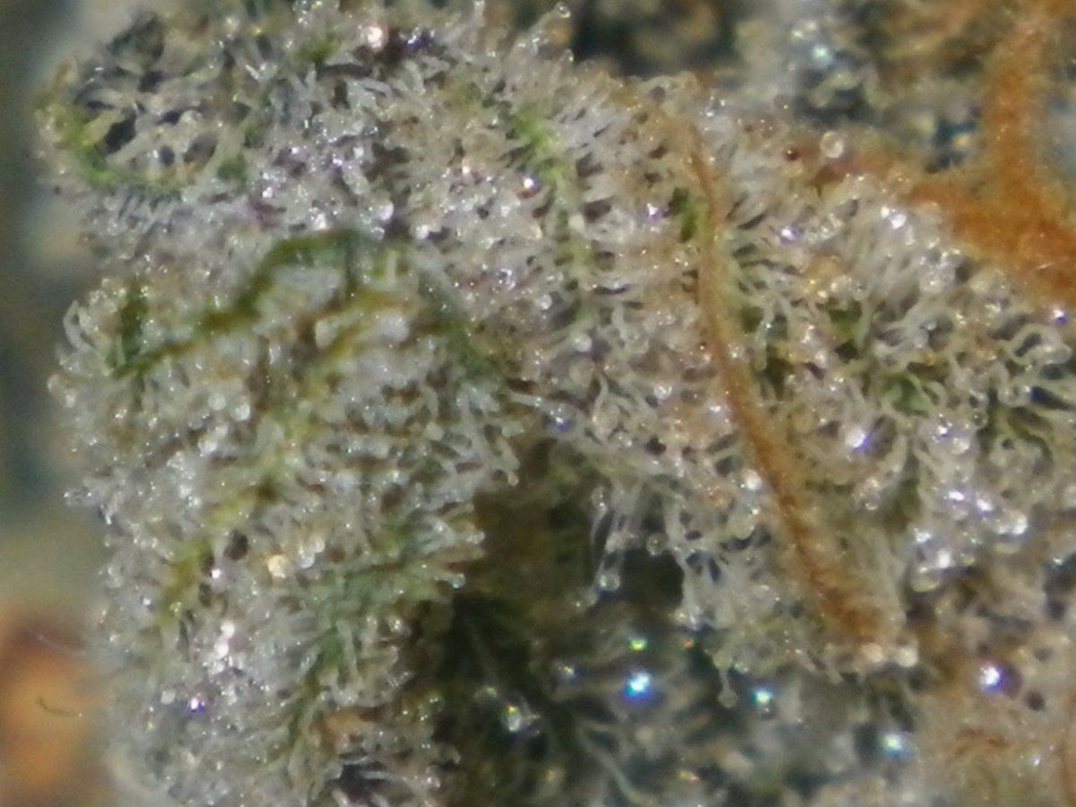 IMGP0890