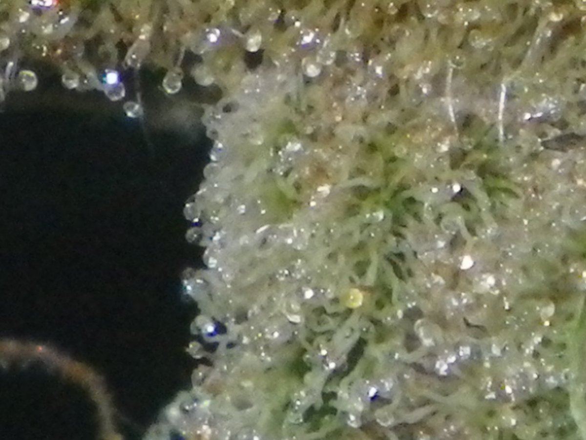 IMGP0917