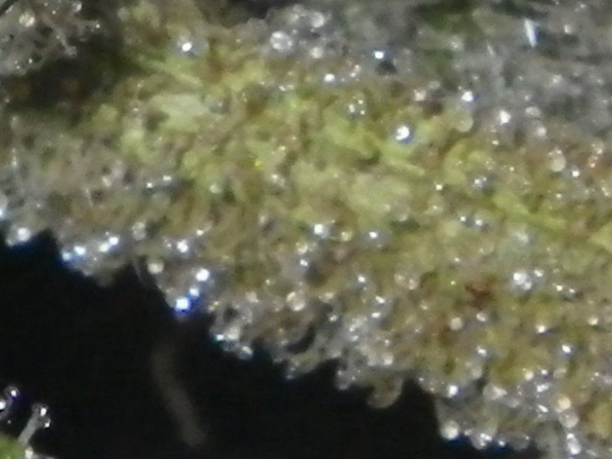 IMGP0929