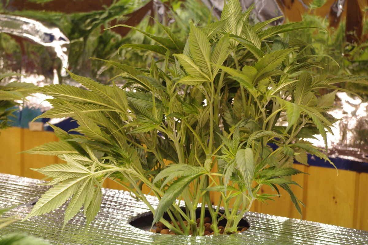 IMGP0930