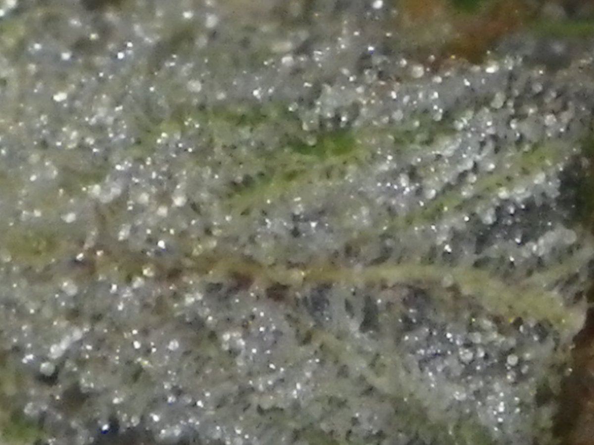IMGP0931