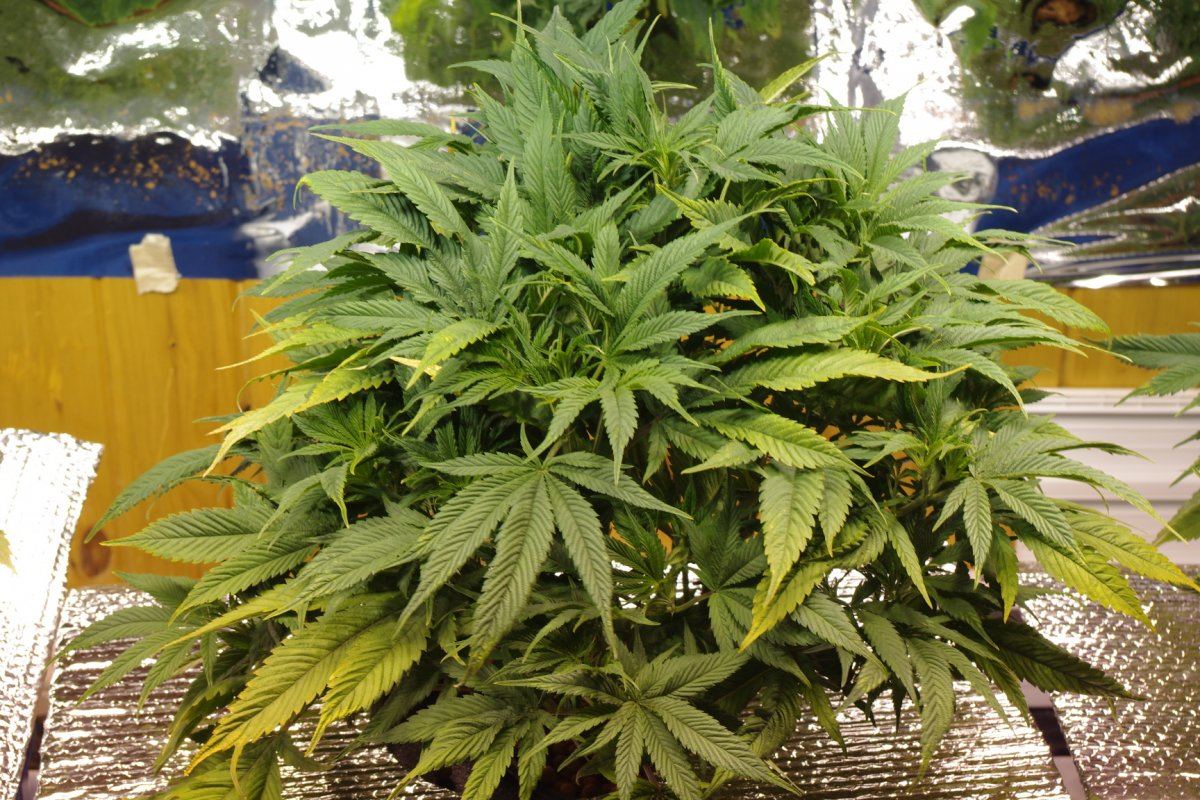 IMGP0949