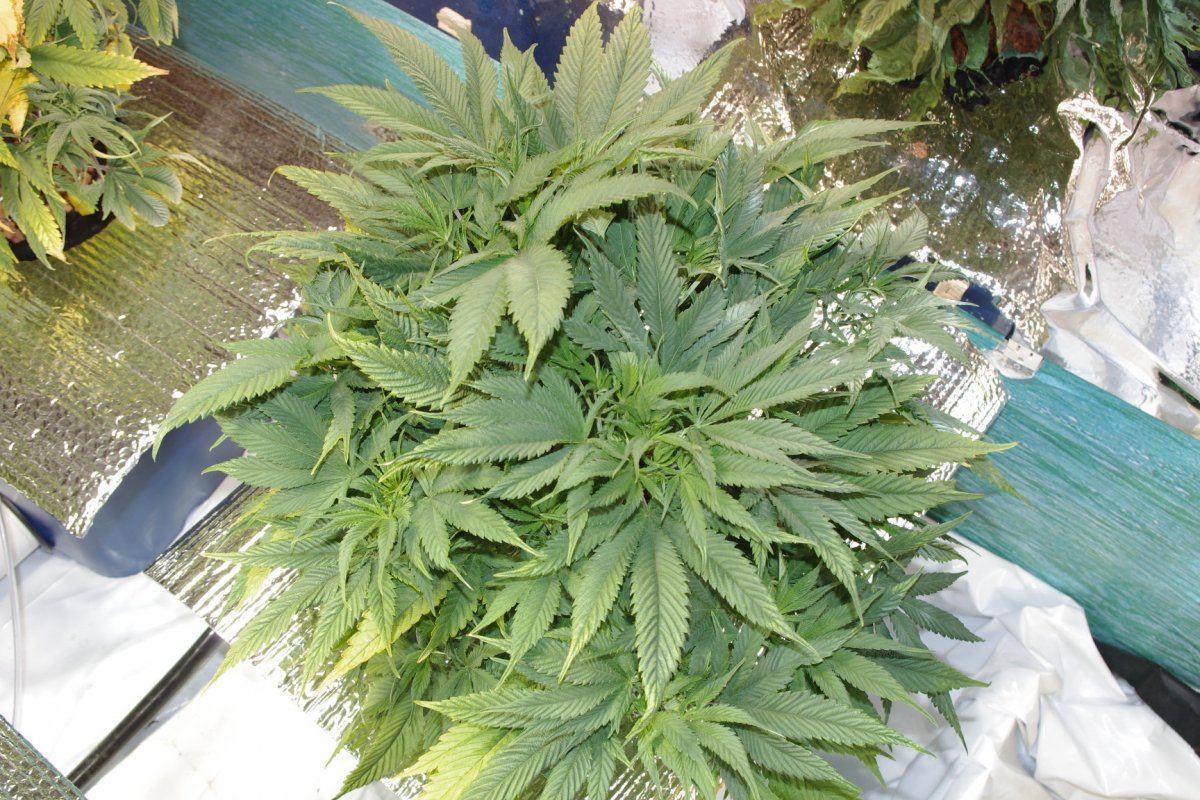 IMGP0977