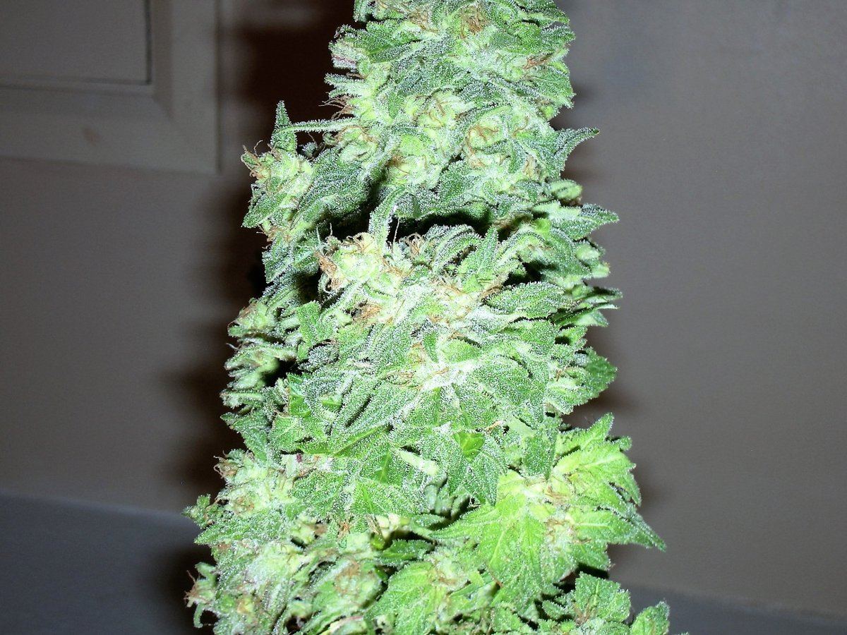 IMGP1125
