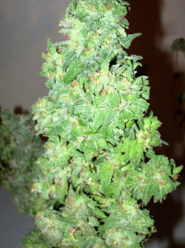 IMGP1126