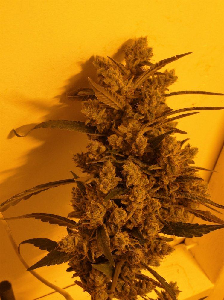 IMGP1197