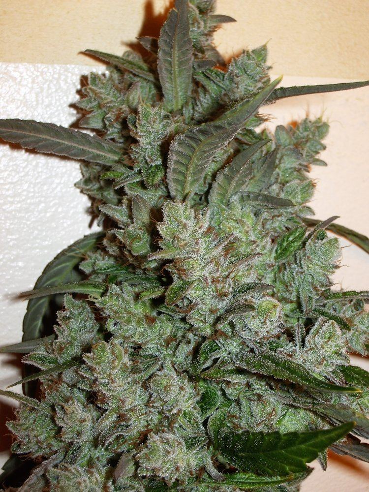 IMGP1198