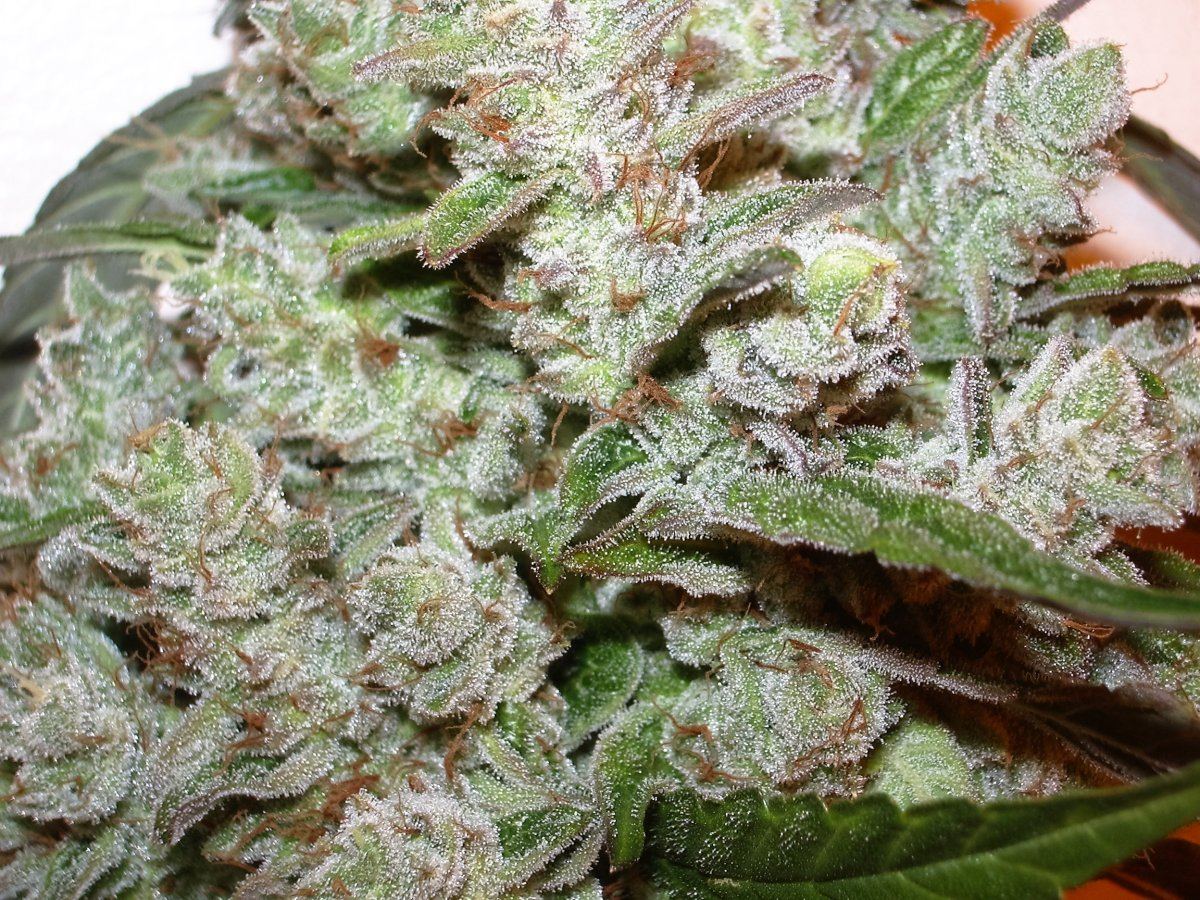 IMGP1199