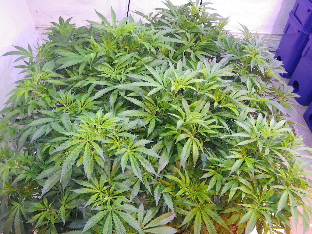 IMGP1312