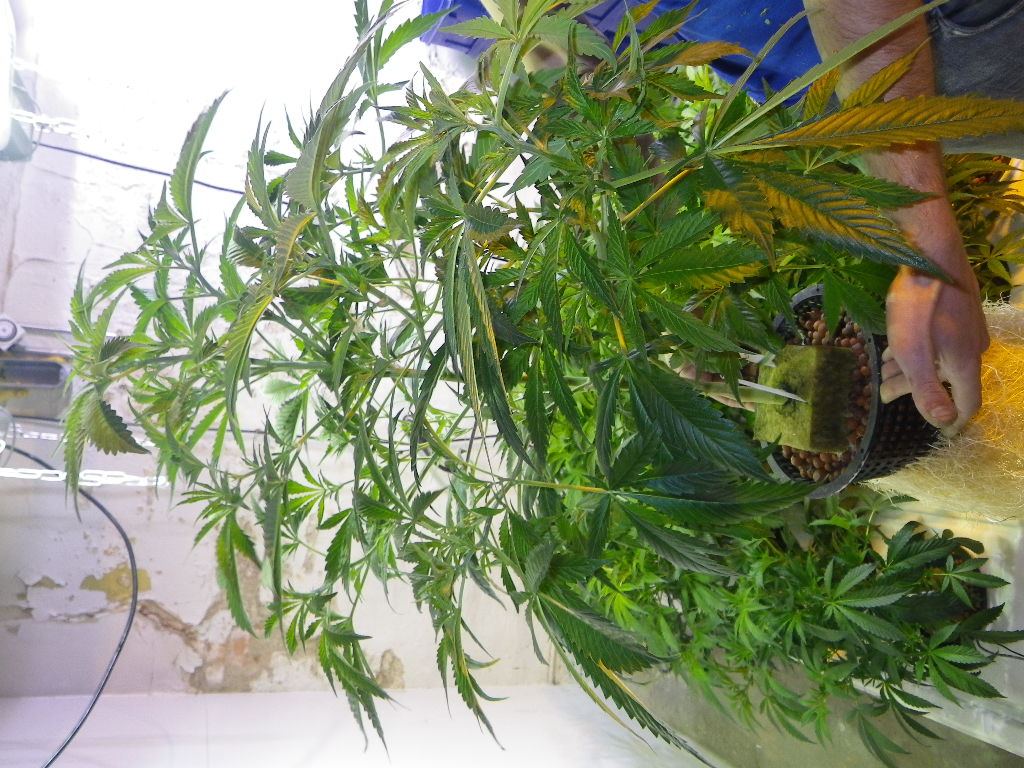 IMGP1320