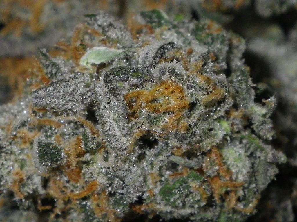 IMGP1343