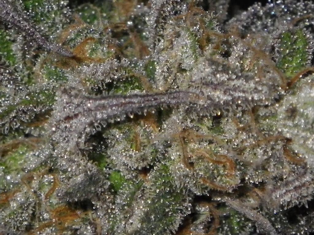IMGP1412