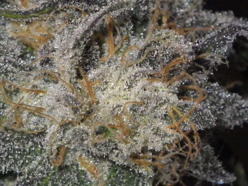 IMGP1422