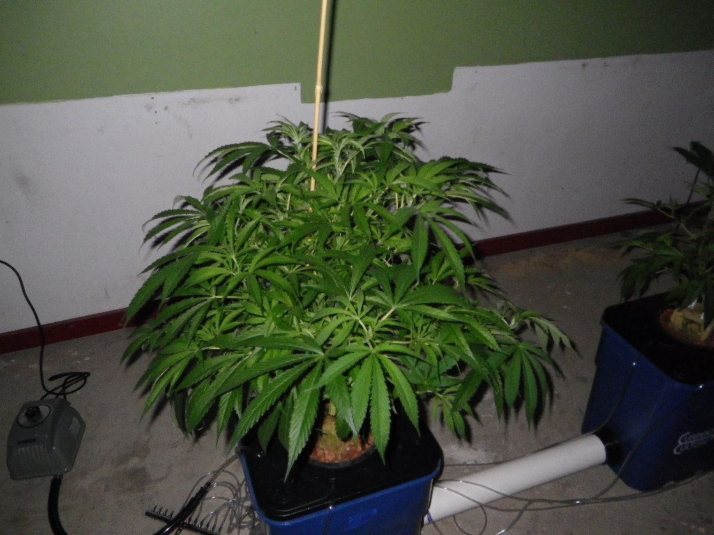 IMGP1485