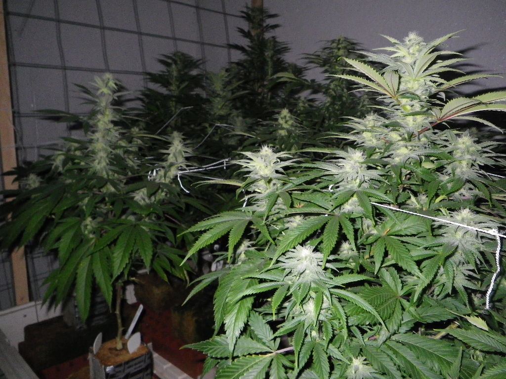 IMGP1531