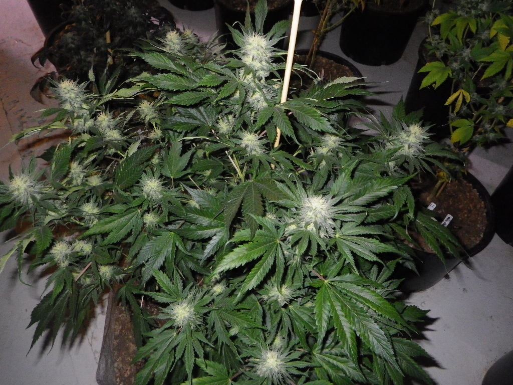 IMGP1555