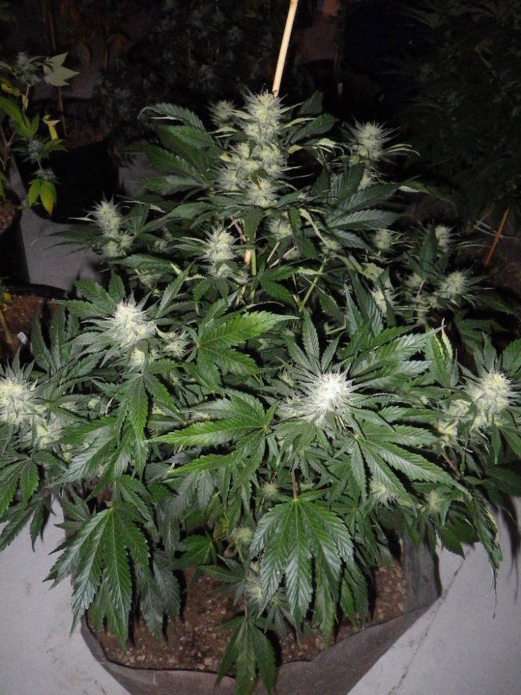 IMGP1558